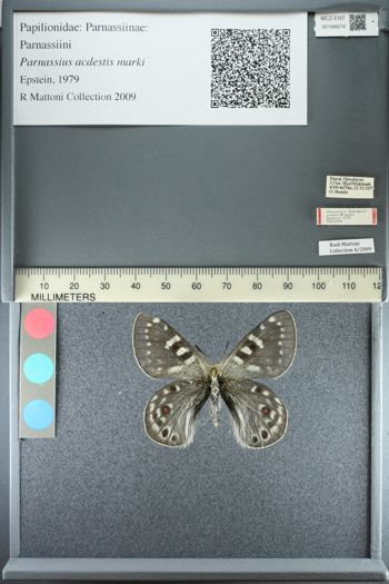 Media type: image;   Entomology 184674